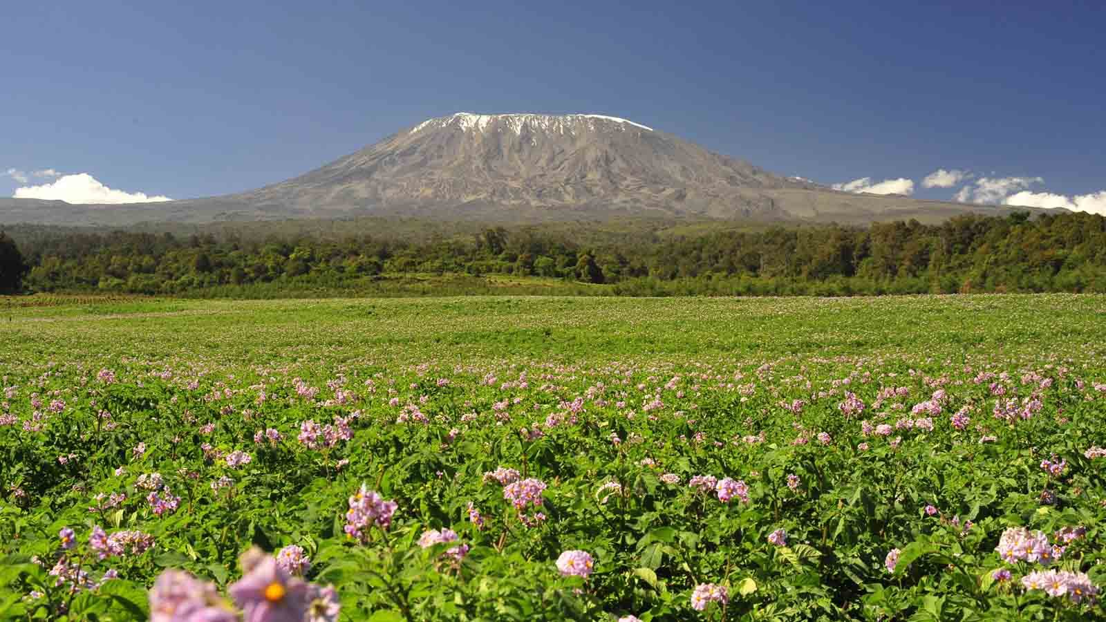 Trekkers on a Mount Kilimanjaro route