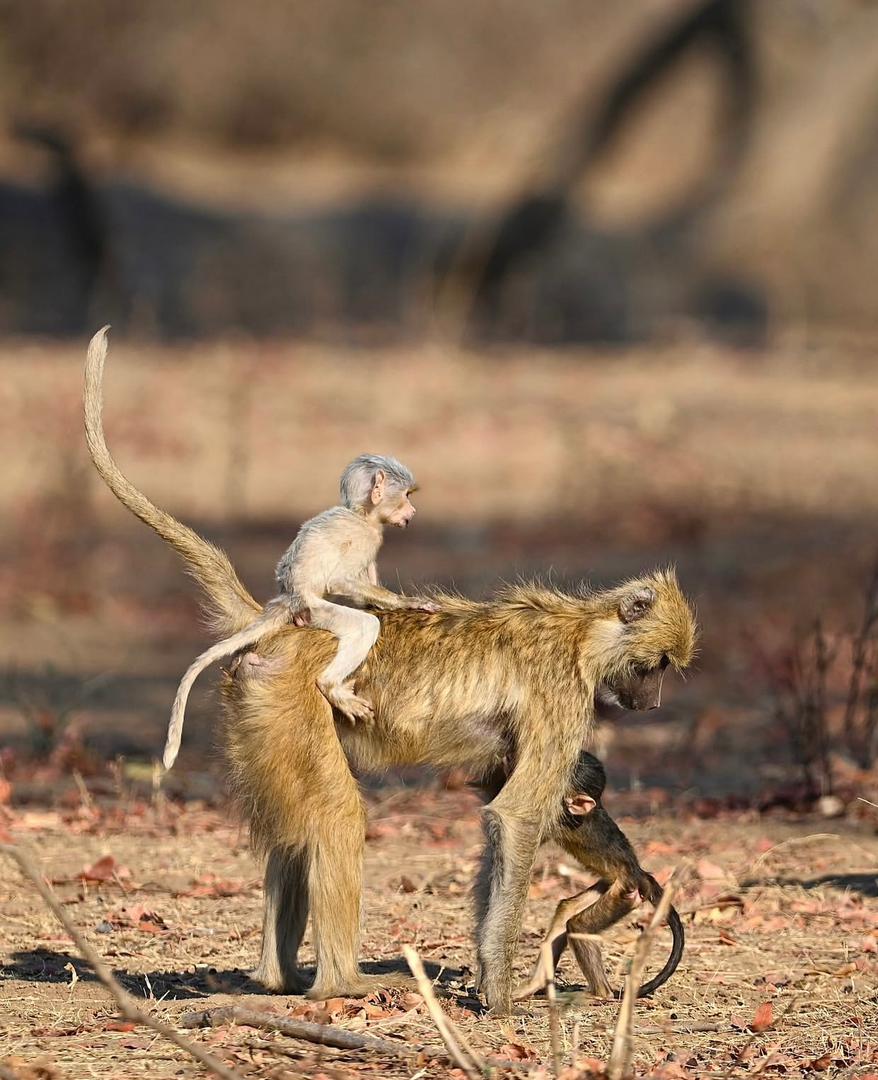 1-Day Serengeti