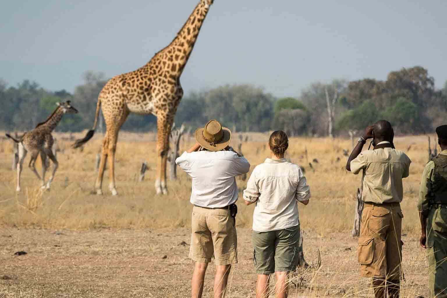 Serengeti Landscape
