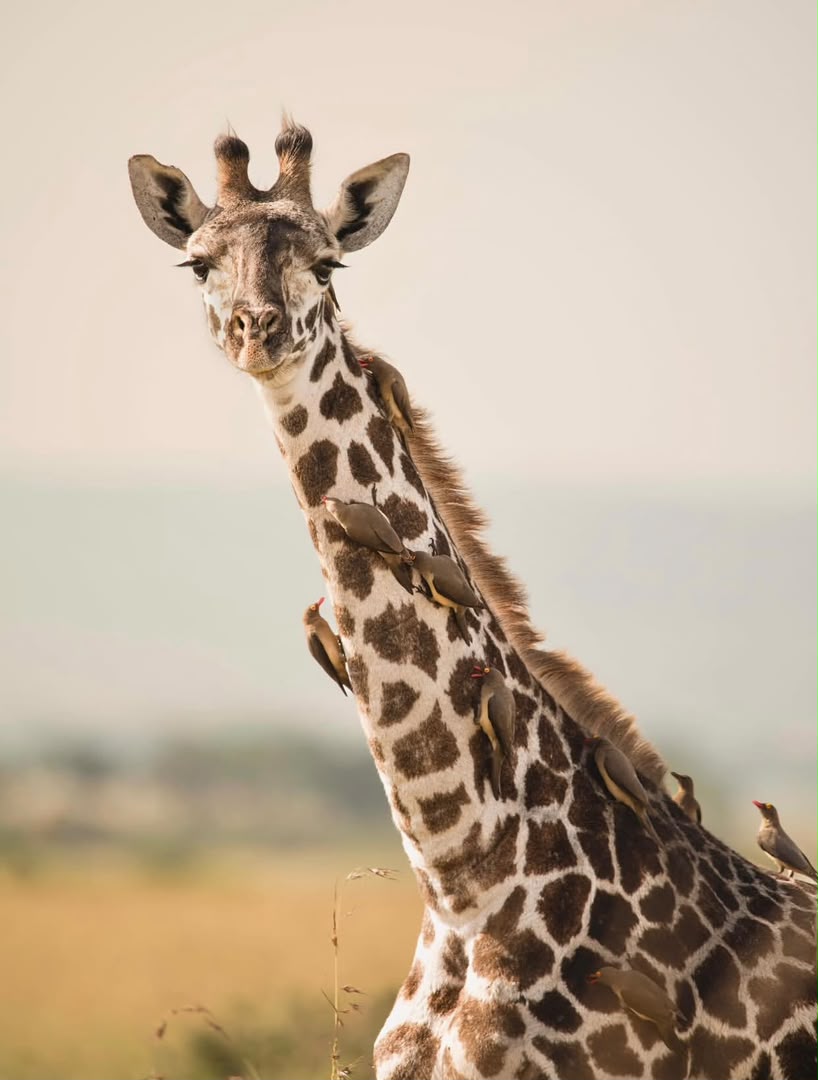 2-Day Tarangire